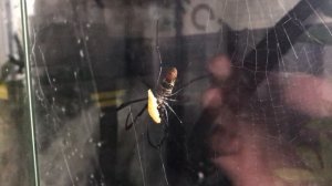 Liphistius cf ornatus, Nephila madagascariensis and Macrothele gigas feedings.