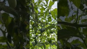 Обзор сортов томата. Дамский каприз f1 от Партнер.