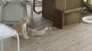 Big cat killing and eating little kitten