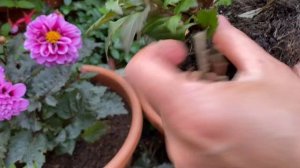 Вегетативные Георгины! Посадка в Горшки «с Головой» и Размножение How to Plant Dahlias in Pots.