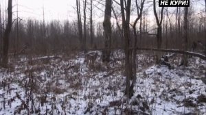 Охота с лайкой на куницу - 2021г