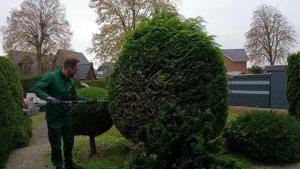 Kustorez. Pruning Topiary thuja Golden globe