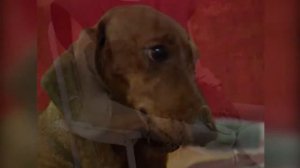 Такса. Происхождение породы и воспитание. Собаки от А до Я/DOGS FROM A TO Z (Дай лапу)