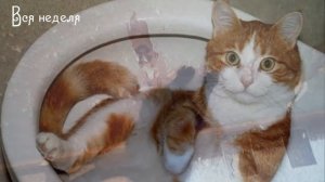 Котовария - Хозяйка улетела (Крылатые качели cover)