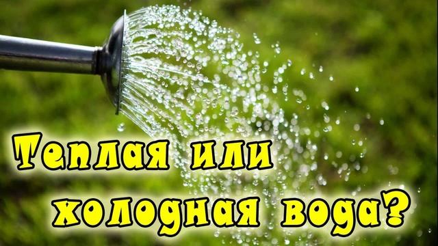 Почему нельзя поливать в жару. Полив холодной водой. Полив растений холодной водой. Полив холодной водой огурцов. Можно поливать картошку холодной водой в жару