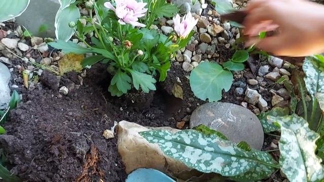 Городские клумбы. Клумба у дома с хостами и суккулентами