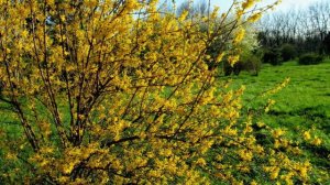 Мой фильм.wlmp.wlmp .mp4  Цветёт форзиция фонтаном брызг лимонных !!!