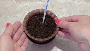 Трейлерные сорта фиалок. Как вырастить красивый кустик. Мастер Класс для новичков.