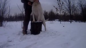 Воспитание щенка лабрадора. Лабрадор-ретривер Кинг.