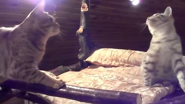 оцикет и бенгал смотреть онлайн