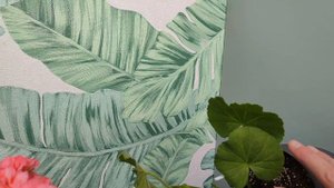 Пеларгонія Мор-мор