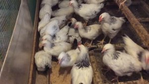 Содержание кур на сетчатом полу