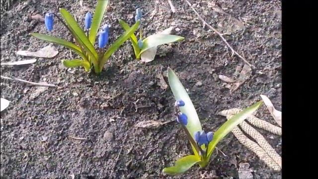 ПОДСНЕЖНИКИ (легенда ). смотреть онлайн