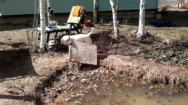 дача Ома Пенопласт в пруду смотреть онлайн