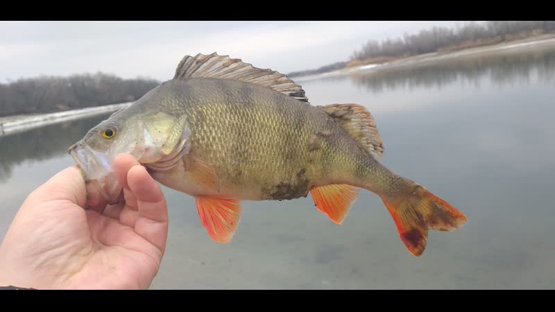 ОГРОМНЫЕ ОКУНИ ,рыбалка на окуня