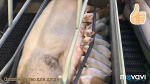 Свиноматки рожают!Родильное отделение!поросята разного возраста/