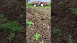 Первое окучивание самодельными дисковыми окучниками на минитракторе