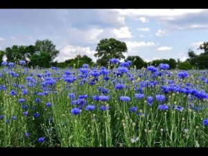 Песня "Полевые цветы" (автор песни: Александр Иванов)