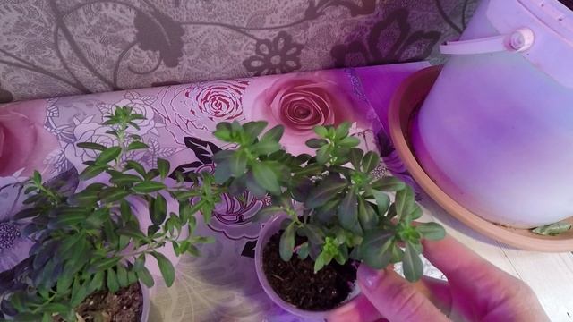 КАЛИБРАХОА.КАК ПРИЩИПЫВАТЬ КАЛИБРАХОА.2022.mp4