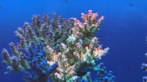 "Рифовый Аквариум" Разновидности Акропор. Часть 39