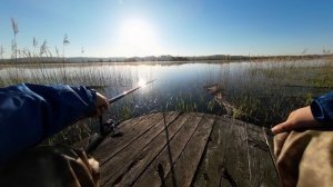 Караси на ТЭЦ - 2