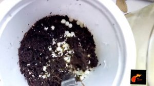 правильная инкубация кладок улиток ахатин (гайд для начинающих)