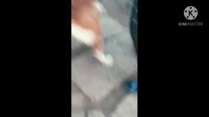 СОБАКА ИГРАЕТ В ФУТБОЛ | Приколы с собаками 2021 | Московская сторожевая | Приколы с животными