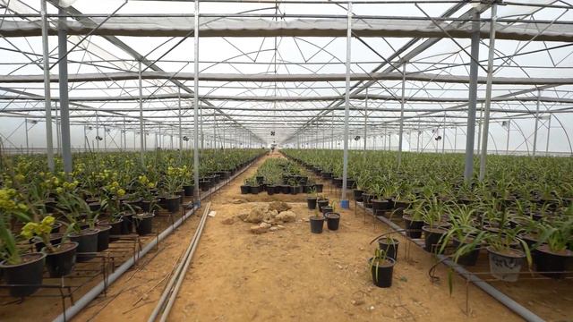 Introduction to Mainaam Garden, Sikkim I CYMBIDIUM ORCHID смотреть онлайн