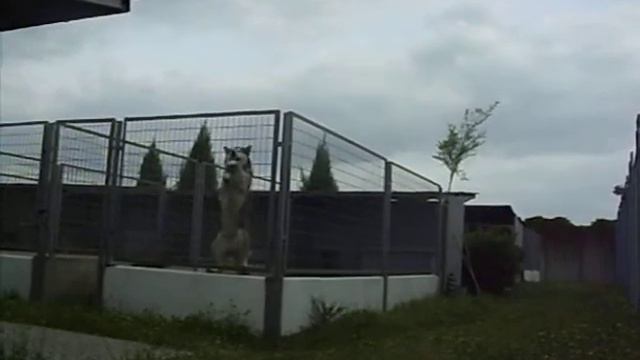 Аляскинский маламут готовиться к побегу из вальера смотреть онлайн