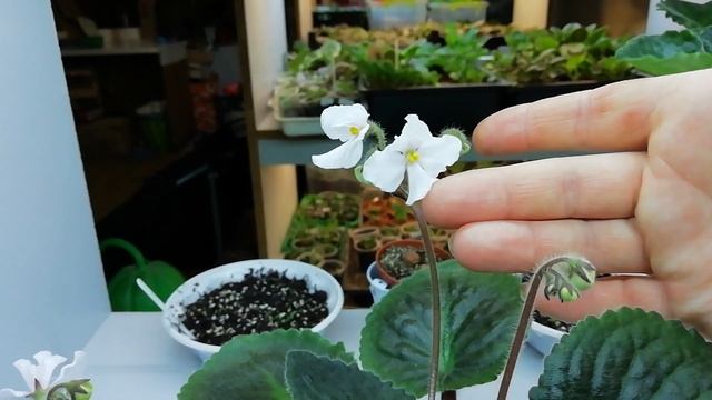 ТО-Янгол Весни фіалка оса новинка 2023 року смотреть онлайн