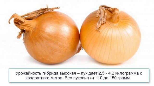 Гибрид лука Центурион смотреть онлайн