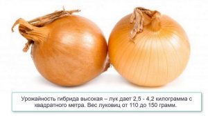 Гибрид лука Центурион