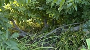 Грецкий орех плодоносит в Сибири!