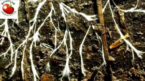 Появилась плесень на рассаде Расскажу как быстро от нее избавляюсь