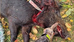 Охота на кабана с собаками 2022