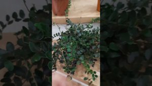 Новые растения 02.10 - Папоротники нефролеписы Даффи, Грин Леди, Грин Момент, Пиллея Круглолистная