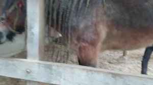 У коня встал на меня