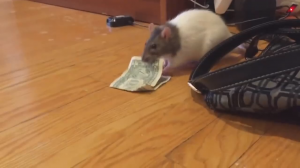 Крыса украла доллар