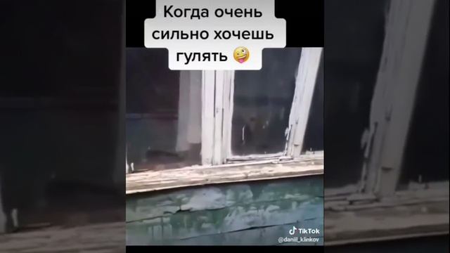 Ненадо собак долго дома держать