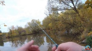 Мормышинг.  DAYO  PRESTIGE - СХ 4.