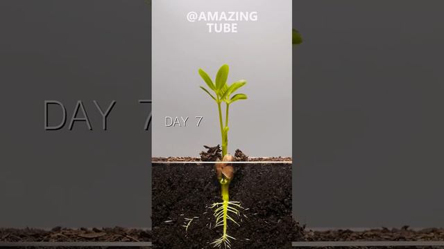 Peanut Time Lapse