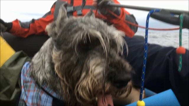 Катамаран Яркат и судовой пёс Макс. 2019 смотреть онлайн