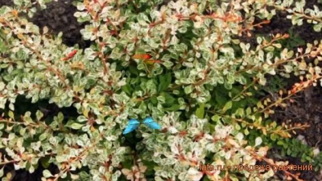 Барбарис тунберга Стар Берст (berberis thunbergii) ? обзор: как сажать, саженцы барбариса Стар Берс смотреть онлайн
