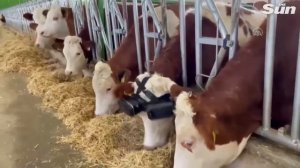 VR-очки для коров