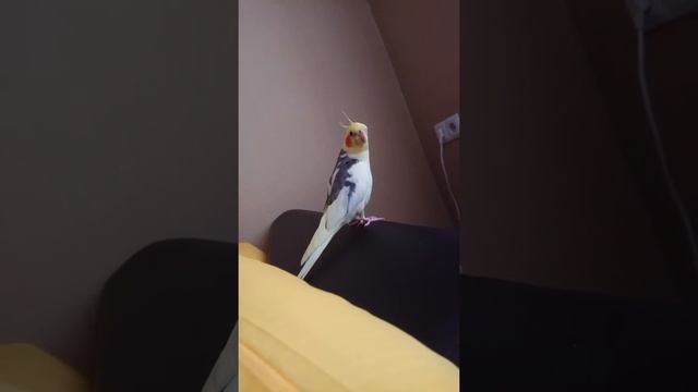 Попугай корелла болтает, говорит, чирикает, учимся говорить? смотреть онлайн