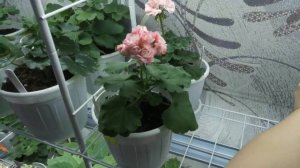Цветение сортовых пеларгоний на 8 марта!