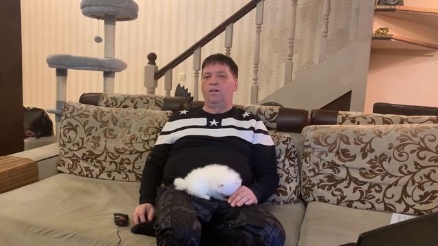 Есть ли отличия немецкого шпица от померанского