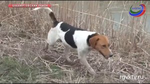 В Бабаюртовском районе охотоведы ГКУ "Дирекции ООПТ" организовали отстрел волков