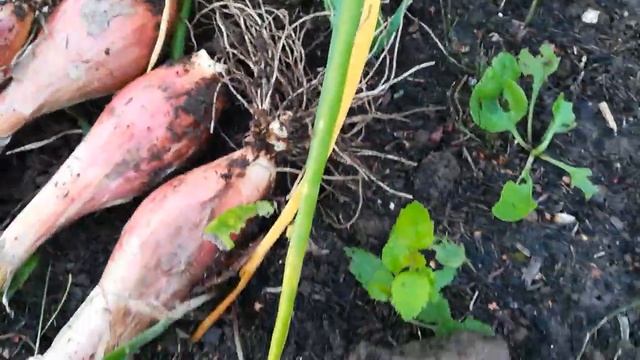 Лук шалот семейный банановый деликатес (сорт24) смотреть онлайн