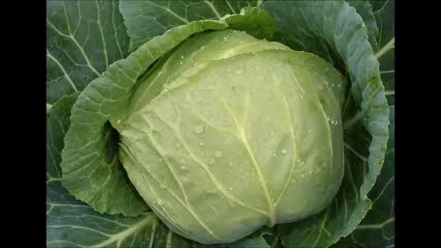 Очищающий салат. Вкусная и полезная еда. Польза капусты. смотреть онлайн